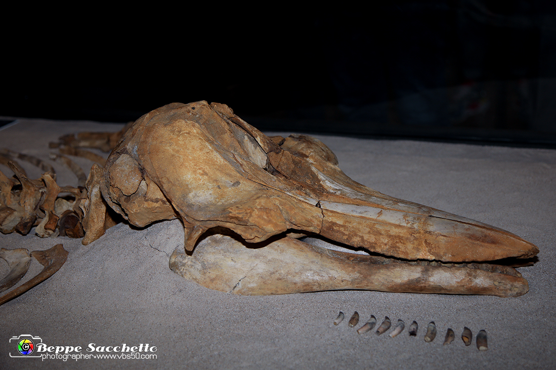VBS_9574 - Museo Paleontologico - Asti.jpg